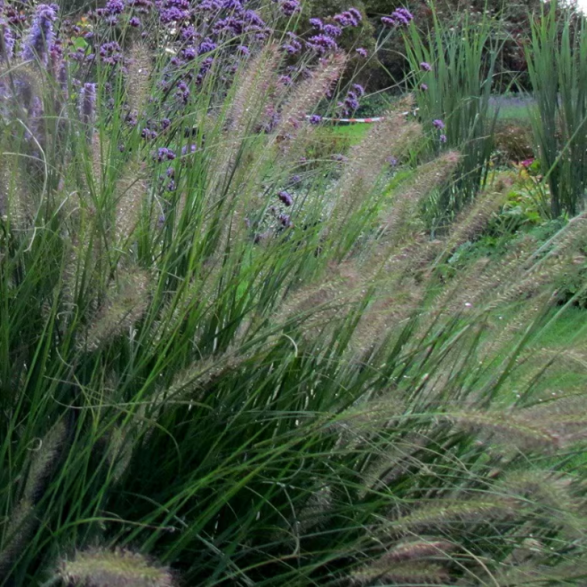 Soruolė (Pennisetum alopecuroides) 'Hameln' sidabriškos šluotelės varpinis augalas krūmas