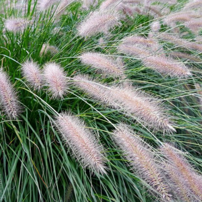 Soruolė (Pennisetum alopecuroides) 'Hameln' sidabriškos šluotelės varpinis augalas krūmas