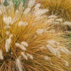 Soruolė (Pennisetum alopecuroides) 'Hameln' sidabriškos šluotelės varpinis augalas krūmas