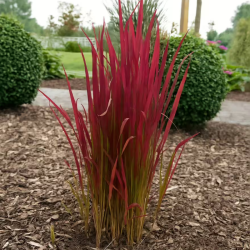 Imperata ritininė (Imperata cylindrica) 'Red Baron'