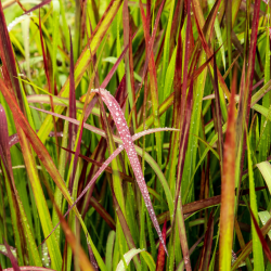 Imperata ritininė (Imperata cylindrica) 'Red Baron'