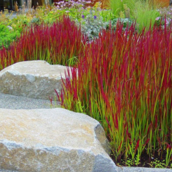Imperata ritininė (Imperata cylindrica) 'Red Baron'