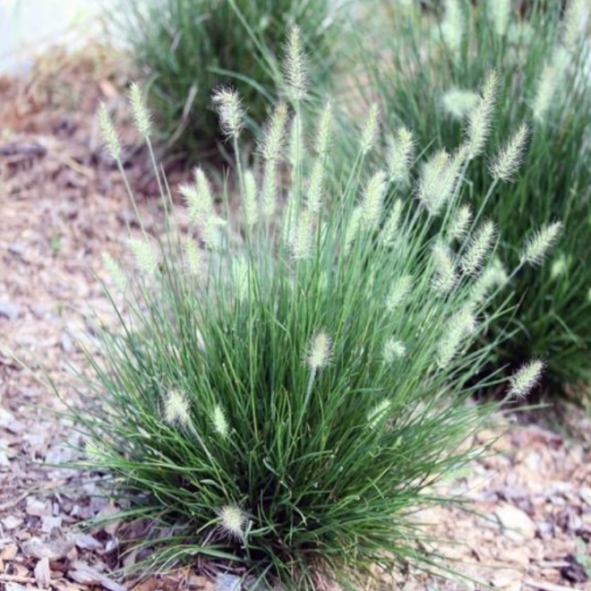 Soruolė (Pennisetum alopecuroides) 'Little Bunny'