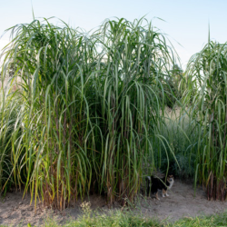 Miskantas kininis (Miscanthus sinensis) 'Meidl'
