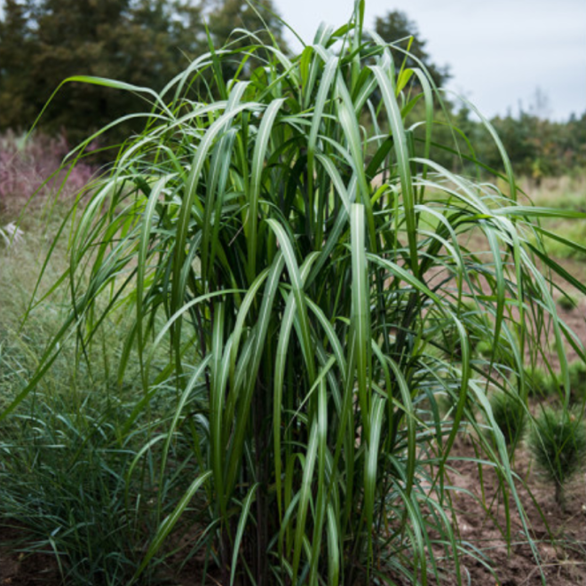 Miskantas kininis (Miscanthus sinensis) 'Meidl'