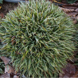 Kiškiagrikis (Luzula) 'Igel'