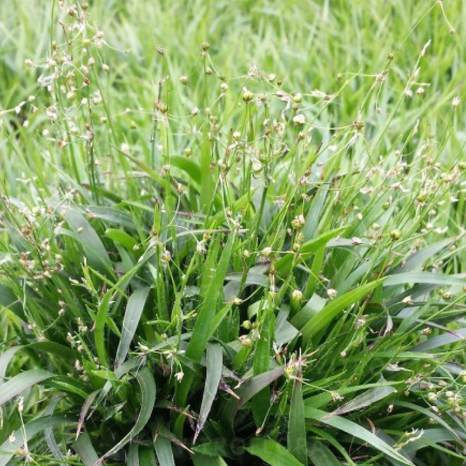 Kiškiagrikis (Luzula) 'Igel'