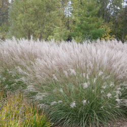 Miskantas kininis (Miscanthus sinensis) 'Adagio'