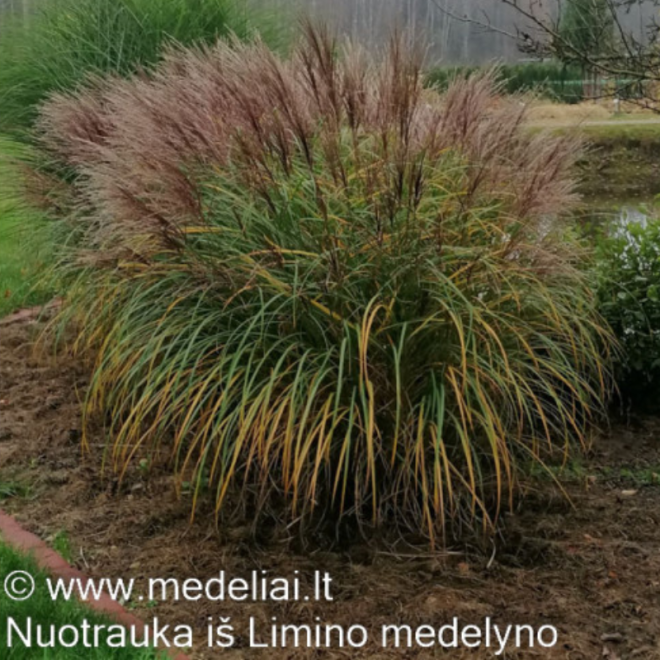 Miskantas kininis (Miscanthus sinensis) 'Krater'