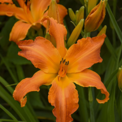 Viendienė (Hemerocallis) 'Primal Scream' vienadienė