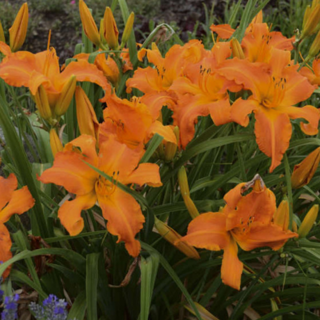 Viendienė (Hemerocallis) 'Primal Scream' vienadienė