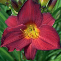 Viendienė (Hemerocallis) 'Stella in Red'