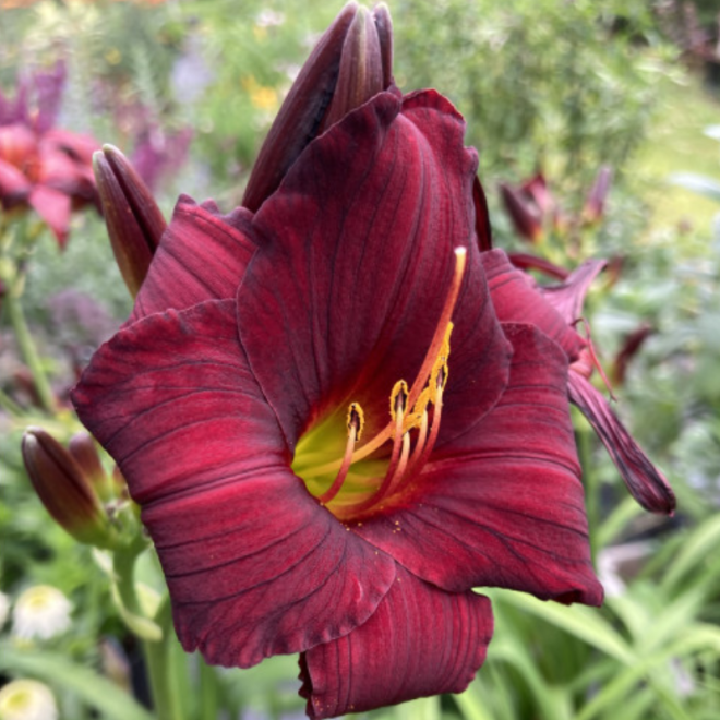 Viendienė (Hemerocallis) 'Stella in Red'