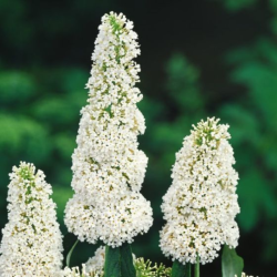Budlėja davido (Buddleja davidii) 'White Bouquet'