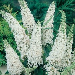 Budlėja davido (Buddleja davidii) 'White Bouquet'