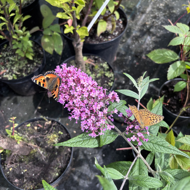 Budlėja davido (Buddleja davidii) 'Pink Delight'