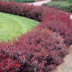 Raugerškis tunbergo (Berberis thunbergii) 'Atropurpurea Nana'