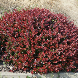 Raugerškis tunbergo (Berberis thunbergii) 'Atropurpurea Nana'