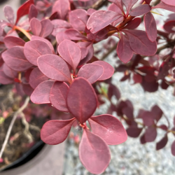 Raugerškis tunbergo (Berberis thunbergii) 'Atropurpurea Nana'
