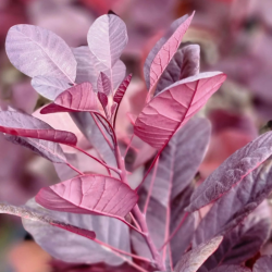 Pūkenis europinis (Cotinus coggygria) 'Royal Purple'