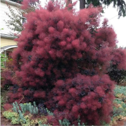 Pūkenis europinis (Cotinus coggygria) 'Royal Purple'