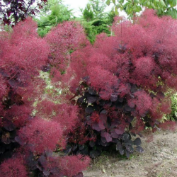 Pūkenis europinis (Cotinus coggygria) 'Royal Purple'