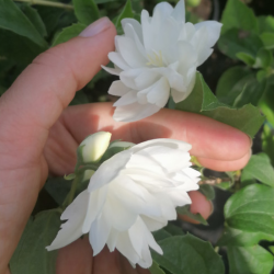 Jazminas (Philadelphus) 'Virginal'