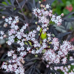 Šeivamedis juodauogis (Sambucus nigra) 'Black Lace'
