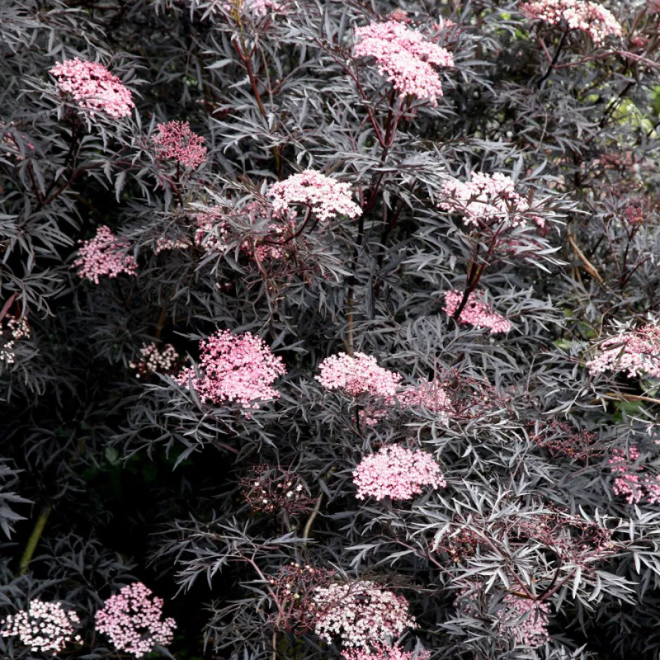 Šeivamedis juodauogis (Sambucus nigra) 'Black Lace'
