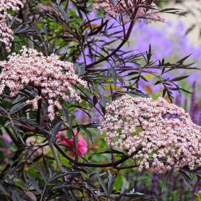 Šeivamedis juodauogis (Sambucus nigra) 'Black Lace'