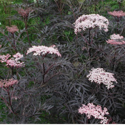 Šeivamedis juodauogis (Sambucus nigra) 'Black Lace'