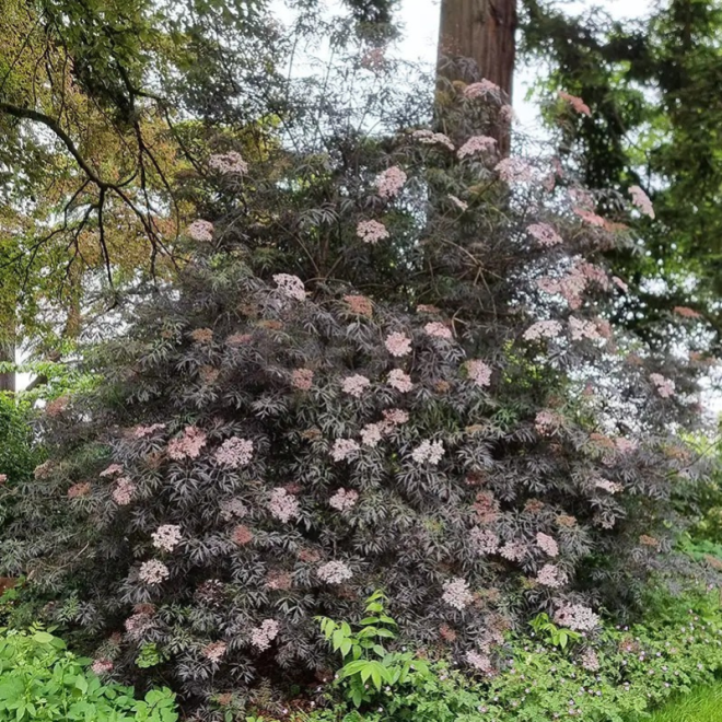 Šeivamedis juodauogis (Sambucus nigra) 'Black Lace'