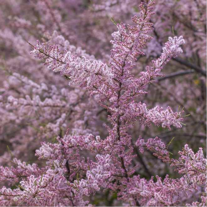Eglūnas keturkuokis (Tamarix Tetranda) nereiklus gruntui svyrančios rožinės šakos žiedai