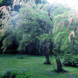Eglūnas keturkuokis (Tamarix Tetranda) nereiklus gruntui svyrančios rožinės šakos žiedai