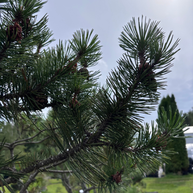 Pušis kalninė (Pinus mugo)  - formuota