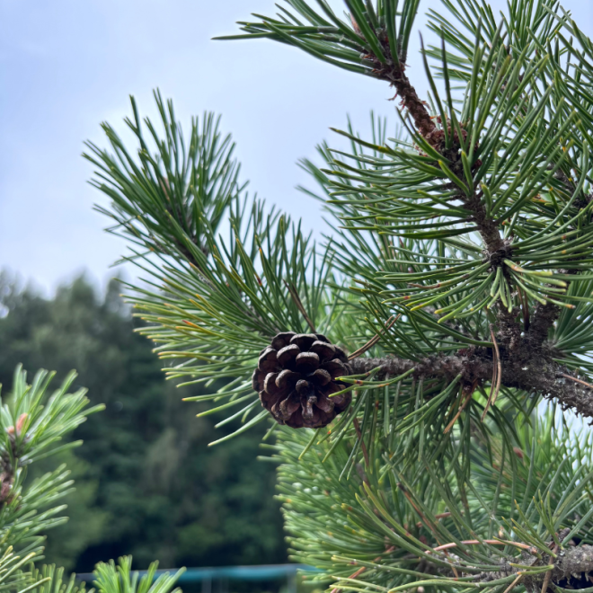 Pušis kalninė (Pinus mugo)  - formuota