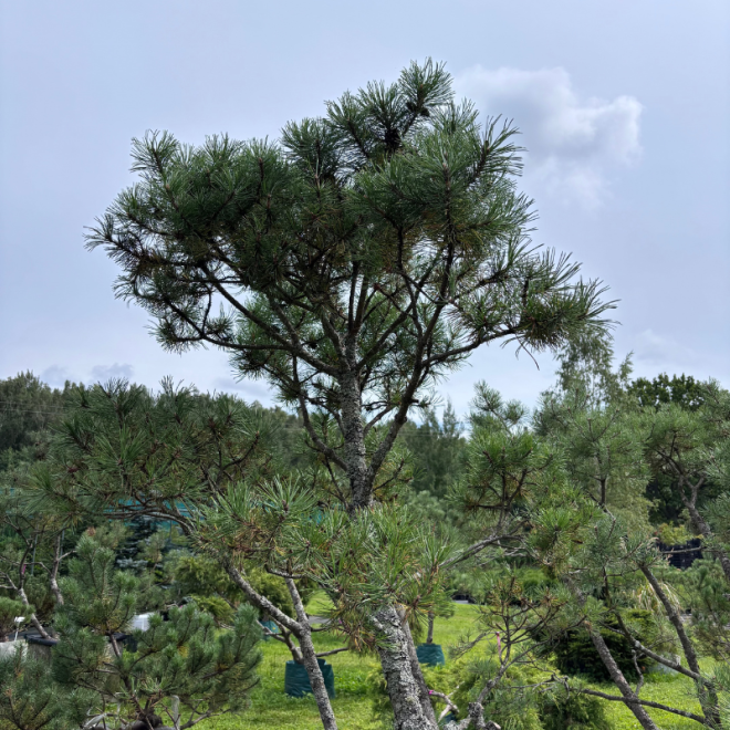 Pušis kalninė (Pinus mugo)  - formuota