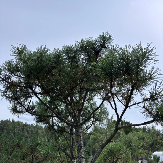 Pušis kalninė (Pinus mugo)  - formuota