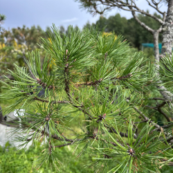 Pušis kalninė (Pinus mugo)  - formuota