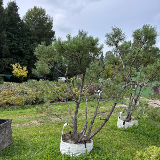 Pušis kalninė (Pinus mugo)  - formuota