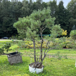 Pušis kalninė (Pinus mugo)  - formuota