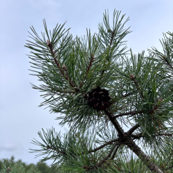 Pušis kalninė (Pinus mugo)  - formuota