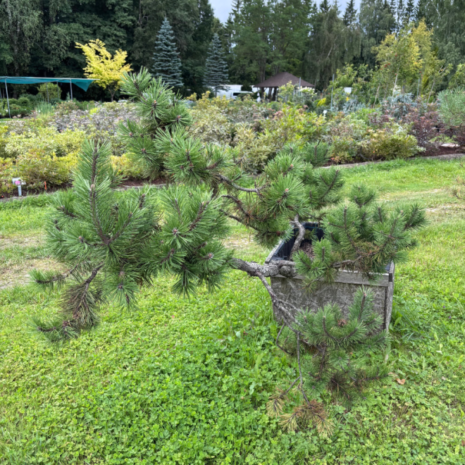 Pušis kalninė (Pinus mugo)  - formuota