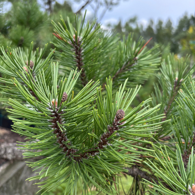 Pušis kalninė (Pinus mugo)  - formuota