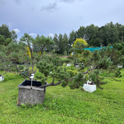 Pušis kalninė (Pinus mugo)  - formuota