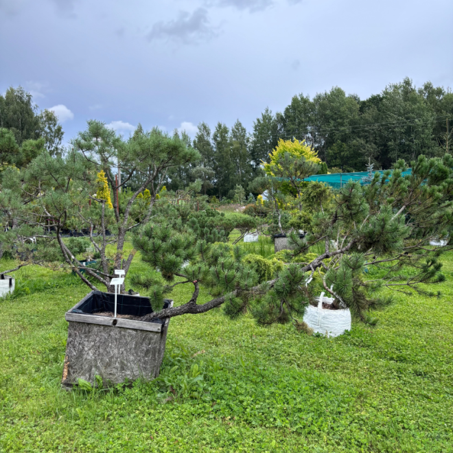 Pušis kalninė (Pinus mugo)  - formuota