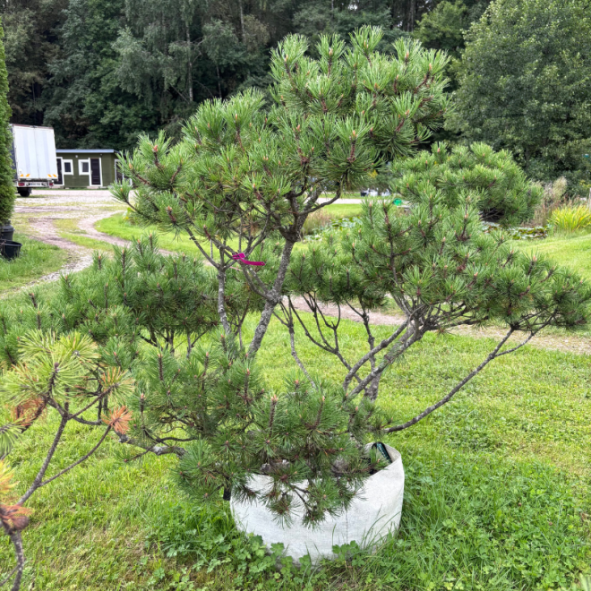 Pušis kalninė (Pinus mugo)  - formuota