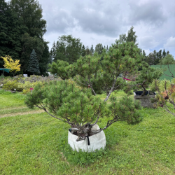 Pušis kalninė (Pinus mugo)  - formuota