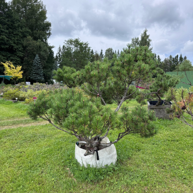 Pušis kalninė (Pinus mugo)  - formuota