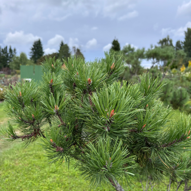 Pušis kalninė (Pinus mugo)  - formuota